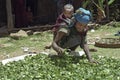 Village life Ethiopian mother with child dries herbs Royalty Free Stock Photo