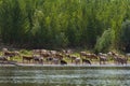 Village life. A herd of cows in the afternoon came to a watering-place on the river. Some cows went into the water. The river Bank