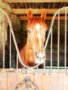 Village life, rural tourism. Portrait brown horse standing in the stable in barn, front view looking at camera Royalty Free Stock Photo