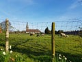 Village Life In Spring - Church, Sheep & Lambs Royalty Free Stock Photo