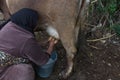 Village lifestyle. Detail of manual milking milk in rural farm.