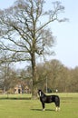 Village life, horse in a meadow, Netherlands