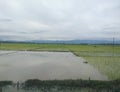 Village with many beautiful environments.Rice seedlings