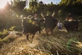 Village, Nepal - November 19, 2017. People working on rice field with there bulls in a full day. Rice is one of main food in Nepal