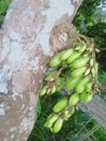 The village people call it star fruit wuluh which looks fresh has a very sour taste