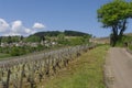 The village of Pernand Vergelesses in Burgundy Royalty Free Stock Photo