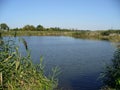 Village pond in the summer at dawn. Royalty Free Stock Photo