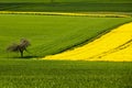 Village in rapeseed fields in Germany. Royalty Free Stock Photo