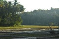 Village rice field in the evening Royalty Free Stock Photo