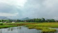 Village Rice Field Green Stock