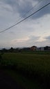 village rice field view