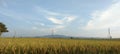 Village Rice Field View - Indonesia Royalty Free Stock Photo