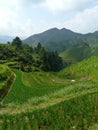 Village in the rice fields