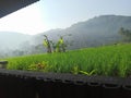 Village ricefield morning Royalty Free Stock Photo