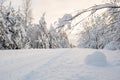 Village road, cleared of snow, runs through a beautiful snow-covered forest against the sky. Wonderful winter rural Royalty Free Stock Photo