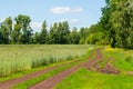 Village road on the edge of an agricultural field. Dirt road along the edge of the green forest. Summer day landscape Royalty Free Stock Photo