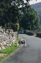 Village road in Lake District National Park Royalty Free Stock Photo
