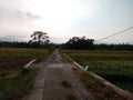 A village road with rice fields around it Royalty Free Stock Photo