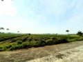 In the village road and the state of West Bengal, India, there is green vegetable cultivation land and white clouds in blue sky