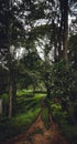 Village Road To Home In The Jungle Forest Coorg