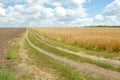 Village road in wheat field under cloudy sky. Royalty Free Stock Photo