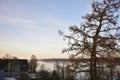 Village roofs of houses on a high hill. River banks forest, blue sky clouds, huge larch tree closes Royalty Free Stock Photo