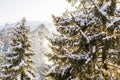 village rural house,mansion,hotel covered in snow in winter forest mountains,Green high spruce pine trees,nature. Calm countryside