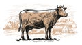 Cow grazing in a farmland. Village, rural landscape, engraving sketch. Dairy farm vector illustration Royalty Free Stock Photo