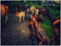 Village scen wallpaper,cows Royalty Free Stock Photo