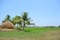 Village scenery with peddy field Royalty Free Stock Photo