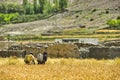 In the village of Shimshal 3100m there is no running water, which is why girls and women go down to the valley to bring water