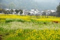 Canola flower-filled villages