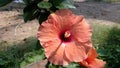 Village special hibiscus cool to see