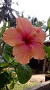 Village special hibiscus cool to see