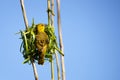 Village Spotted-backed Weaver Ploceus cucullatus sitting on his nest Royalty Free Stock Photo