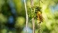 Village (Spotted-backed) Weaver (Ploceus cucullatus) sitting on his nest