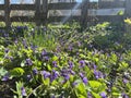 Village spring concept. Blurred summer background of lavender flowers with bees. Beautiful wallpaper. Royalty Free Stock Photo