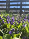 Village spring concept. Blurred summer background of lavender flowers with bees. Beautiful wallpaper. Vertical Royalty Free Stock Photo