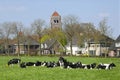 Village View with cows in meadow and private houses