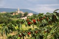 The village of Villars in Provence