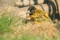 Village weaver Royalty Free Stock Photo