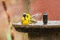 Village weaver bathing in the water fountain in the Kruger Park