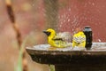 Village weaver bathing in the water fountain in the Kruger Park