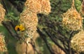 Weaver bird pair on their nest