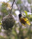 A Village Weaver Bird, Ploceus cucullatus, Sub Saharan Africa Royalty Free Stock Photo