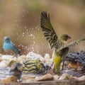 Village weaver and blue breasted cordonbleu