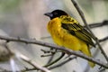 Village Weaver on branch