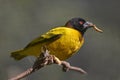 Village Weaver on branch