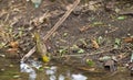 A Village Weaver drinking from a branch Royalty Free Stock Photo
