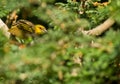 A Village Weaver in the green